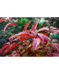 Nandina Firepower